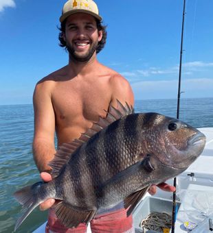 Huge Sheepshead Fish in Delaware